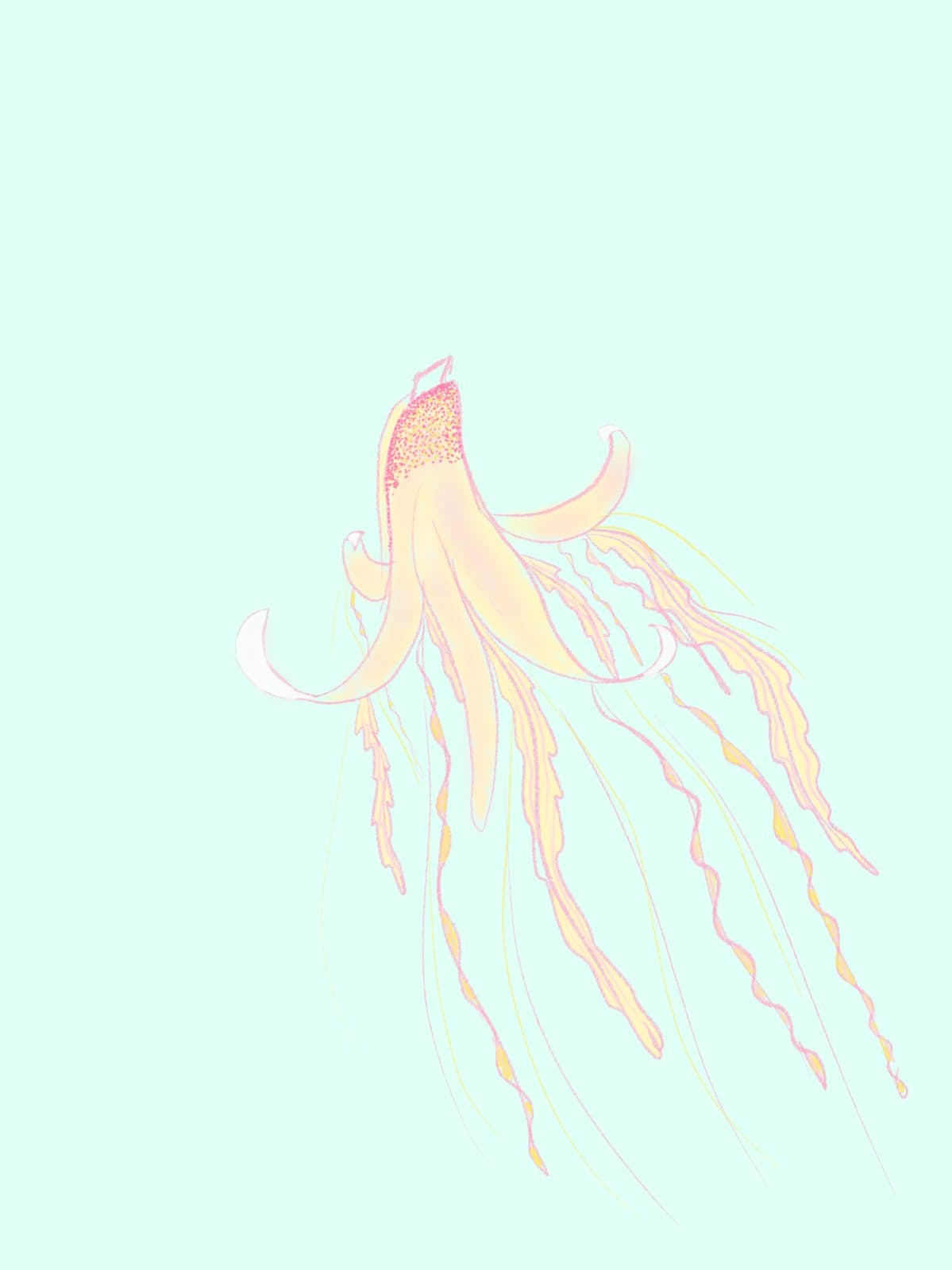 Jellyfish